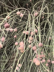 Retanilla ephedra