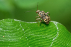 Charagochilus longicornis