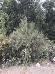 Retanilla ephedra