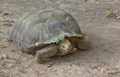 Centrochelys sulcata