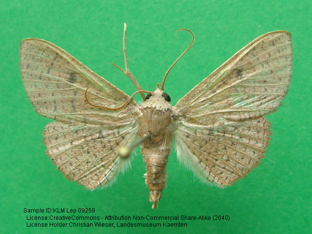 Banisia antiopa
