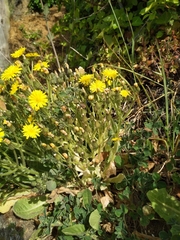 Crepis novoana