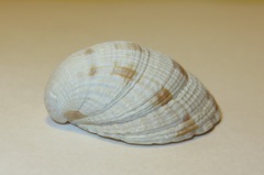 Leukoma jedoensis