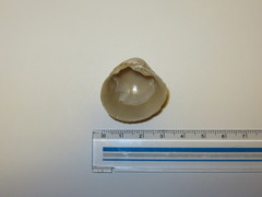 Leukoma jedoensis