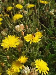 Crepis novoana
