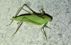 Amblycorypha parvipennis