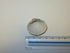 Leukoma jedoensis
