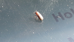 Pityogenes chalcographus