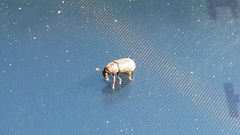 Pityogenes chalcographus