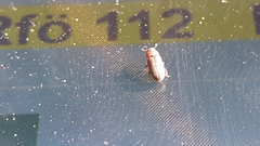 Pityogenes chalcographus