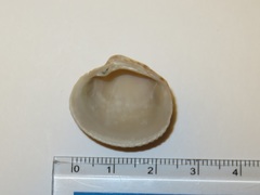 Leukoma jedoensis