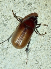 Phyllophaga crinita