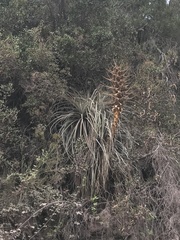 Puya alpestris alpestris