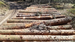 Pityogenes chalcographus