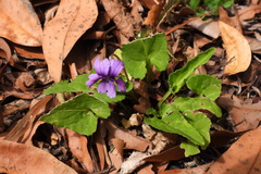Viola confusa