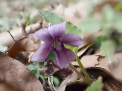Viola confusa