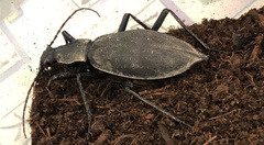 Carabus blaptoides oxuroides