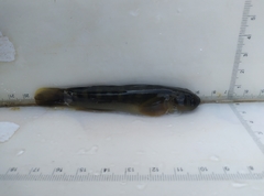 Sicyopterus japonicus