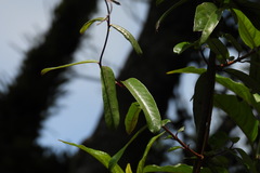 Cryptolepis sinensis