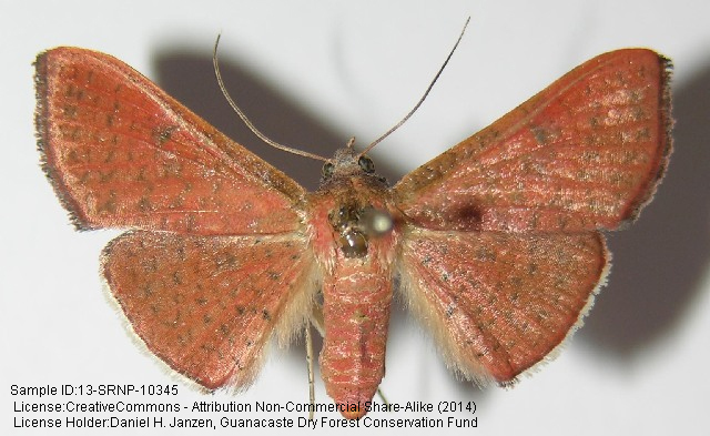 Banisia furva