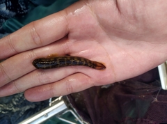 Sicyopterus lagocephalus
