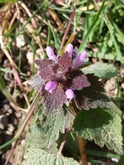 Lamium purpureum
