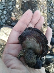 Isognomon ephippium