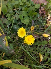 Taraxacum officinale