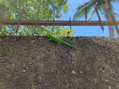 Phelsuma grandis