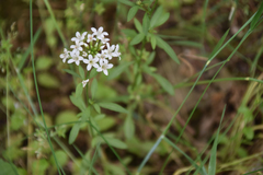 Lysimachia candida