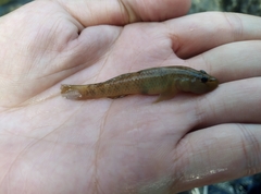 Rhinogobius maculafasciatus
