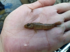 Rhinogobius maculafasciatus