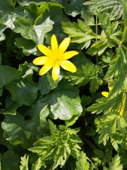 Ficaria verna