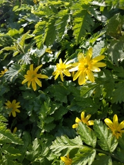 Ficaria verna
