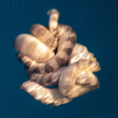 Hydrophis lapemoides