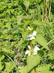 Lamium album