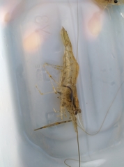 Macrobrachium nipponense