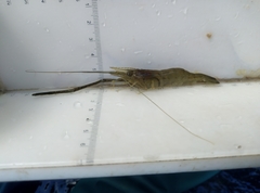 Macrobrachium nipponense