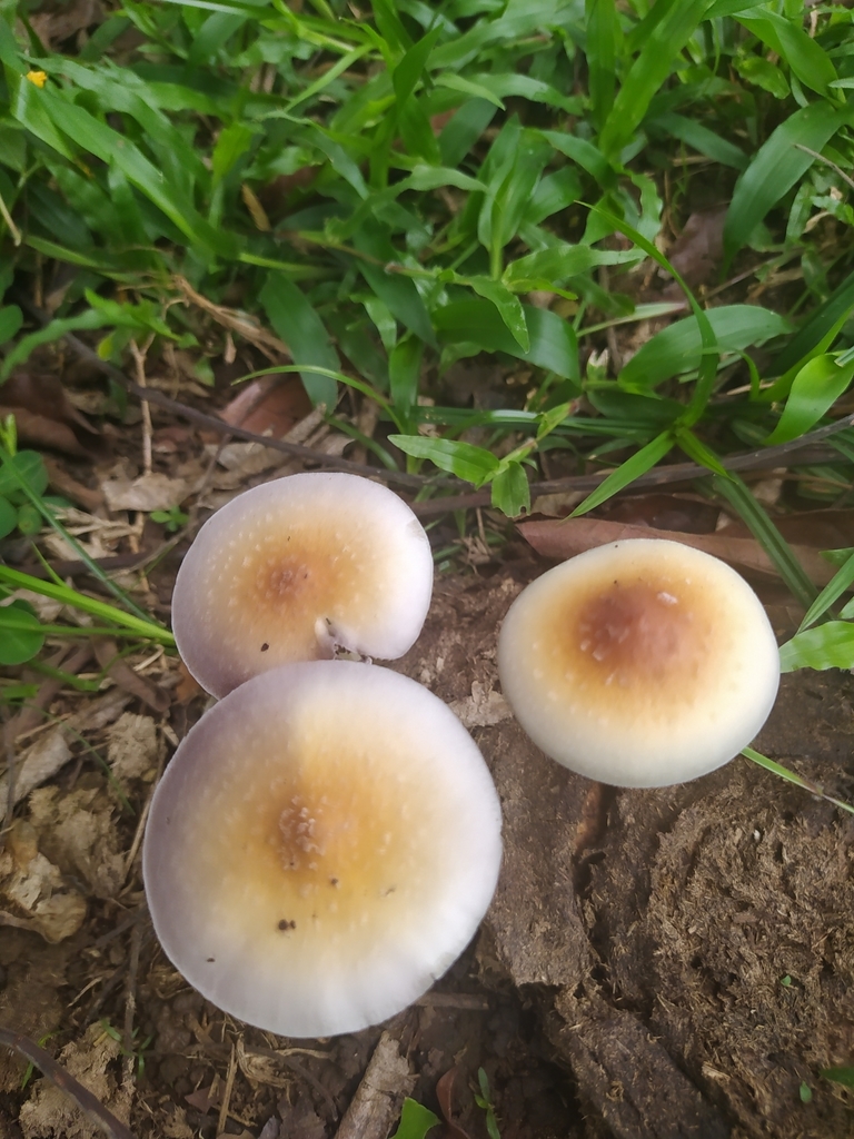 Psilocybe cubensis · March 2022 · photo: © sarha_bernal (iNaturalist, cc-by)