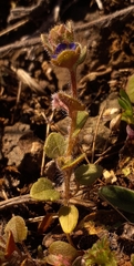 Veronica triloba
