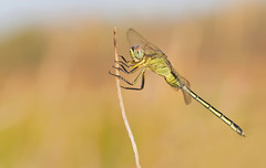 Orthetrum icteromelas