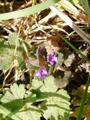 Glechoma hederacea