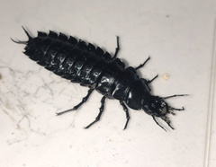 Carabus blaptoides oxuroides