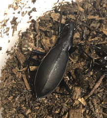 Carabus blaptoides oxuroides