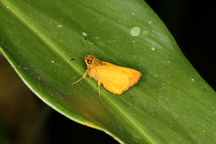 Anthoptus epictetus