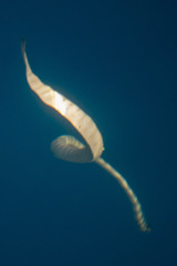 Hydrophis lapemoides