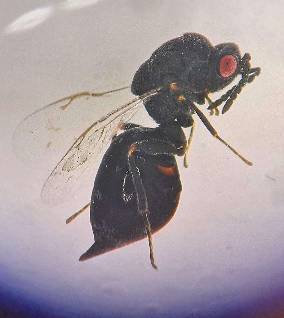 Eurytoma brunniventris