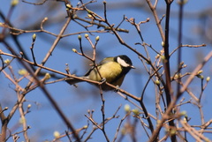 Parus major