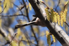 Aegithalos caudatus