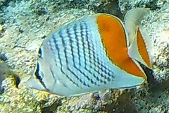 Chaetodon mertensii